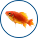 Waterlife fish icon coldwater