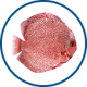 Waterlife fish icon tropical
